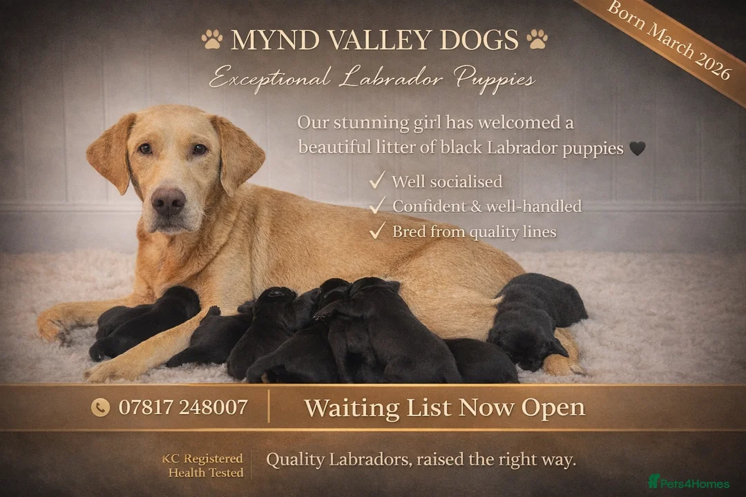 Labrador Retriever dogs for sale: Exceptional KC Reg Labrador Puppies For Sale! in Lydbury North - Advert 1