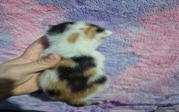 Mixed Breed cats for sale: Gorgeous kittens long and short haired - Image 28