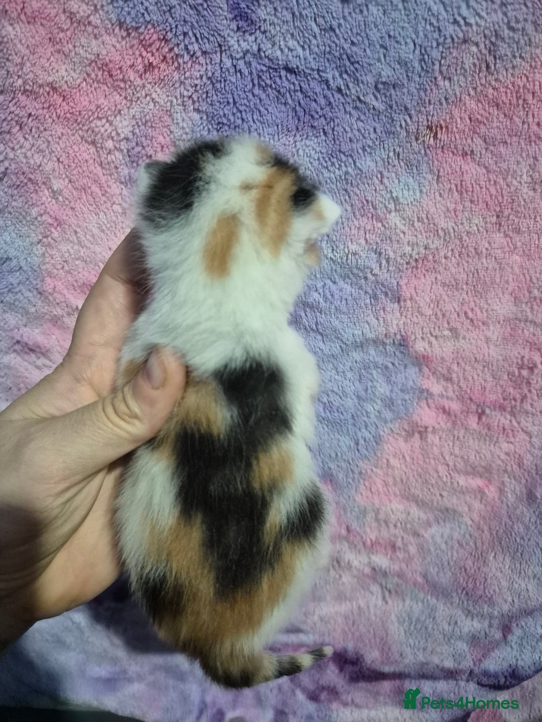 Mixed Breed cats for sale: Gorgeous kittens long and short haired - Image 28