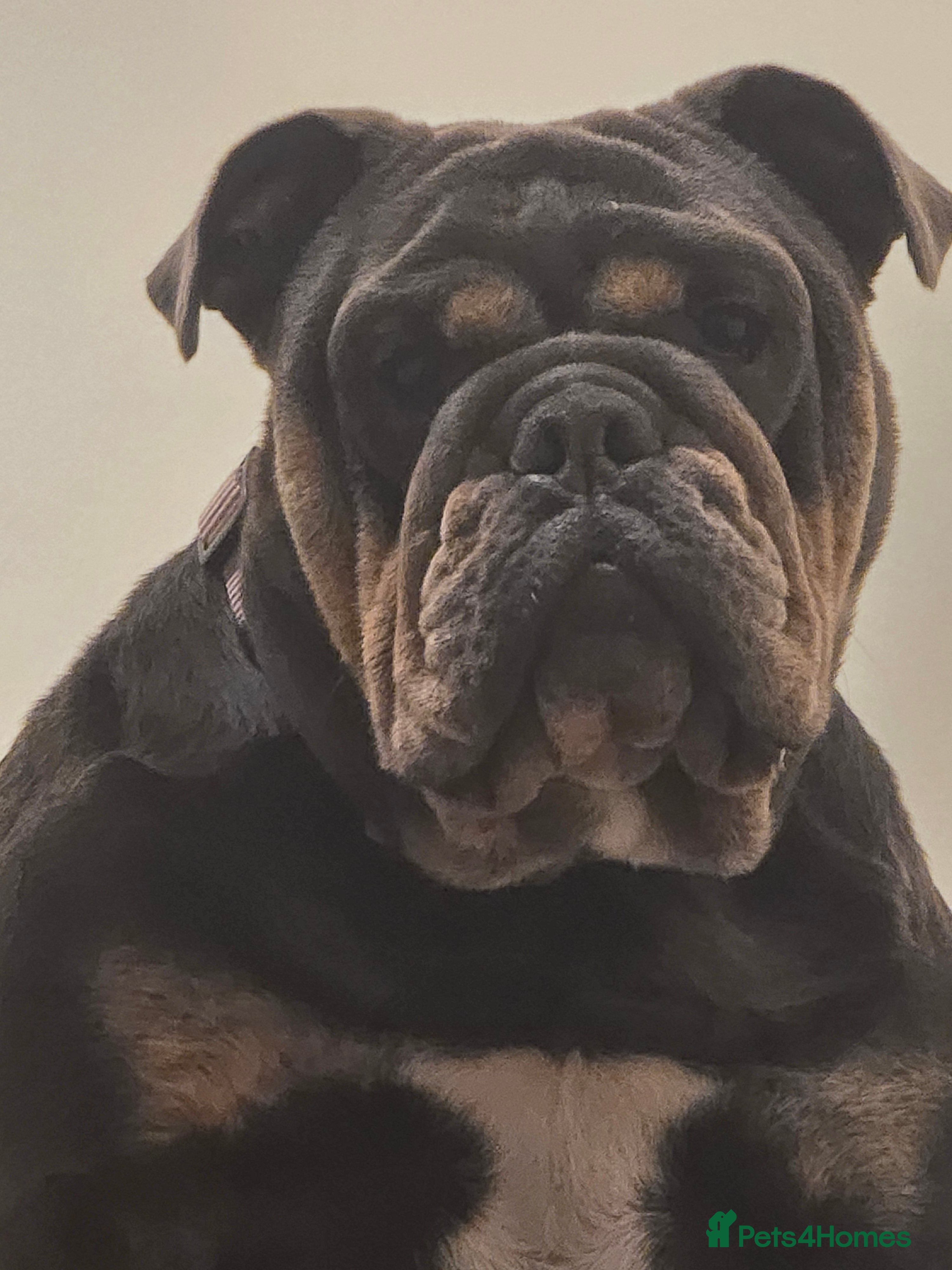 Olde English Bulldogge dogs Blue/tan old english bulldog  - Advert 1