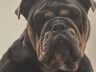 Olde English Bulldogge dogs Blue/tan old english bulldog - Advert 7