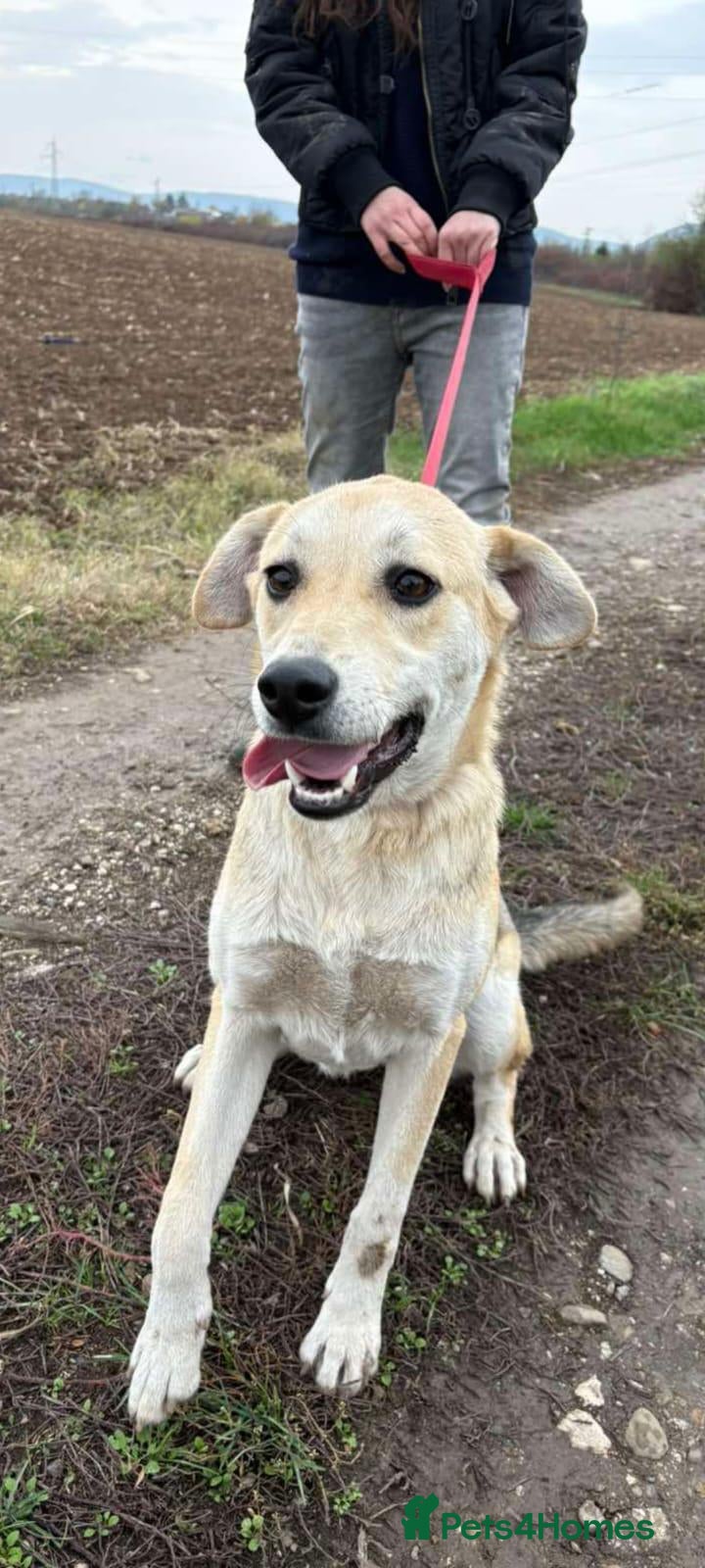 Mixed Breed dogs Clara, 1.5 yrs approx. Reserved STC. - Advert 14
