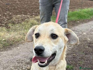 Mixed Breed dogs Clara, 1.5 yrs approx. Available for adoption. - Advert 2