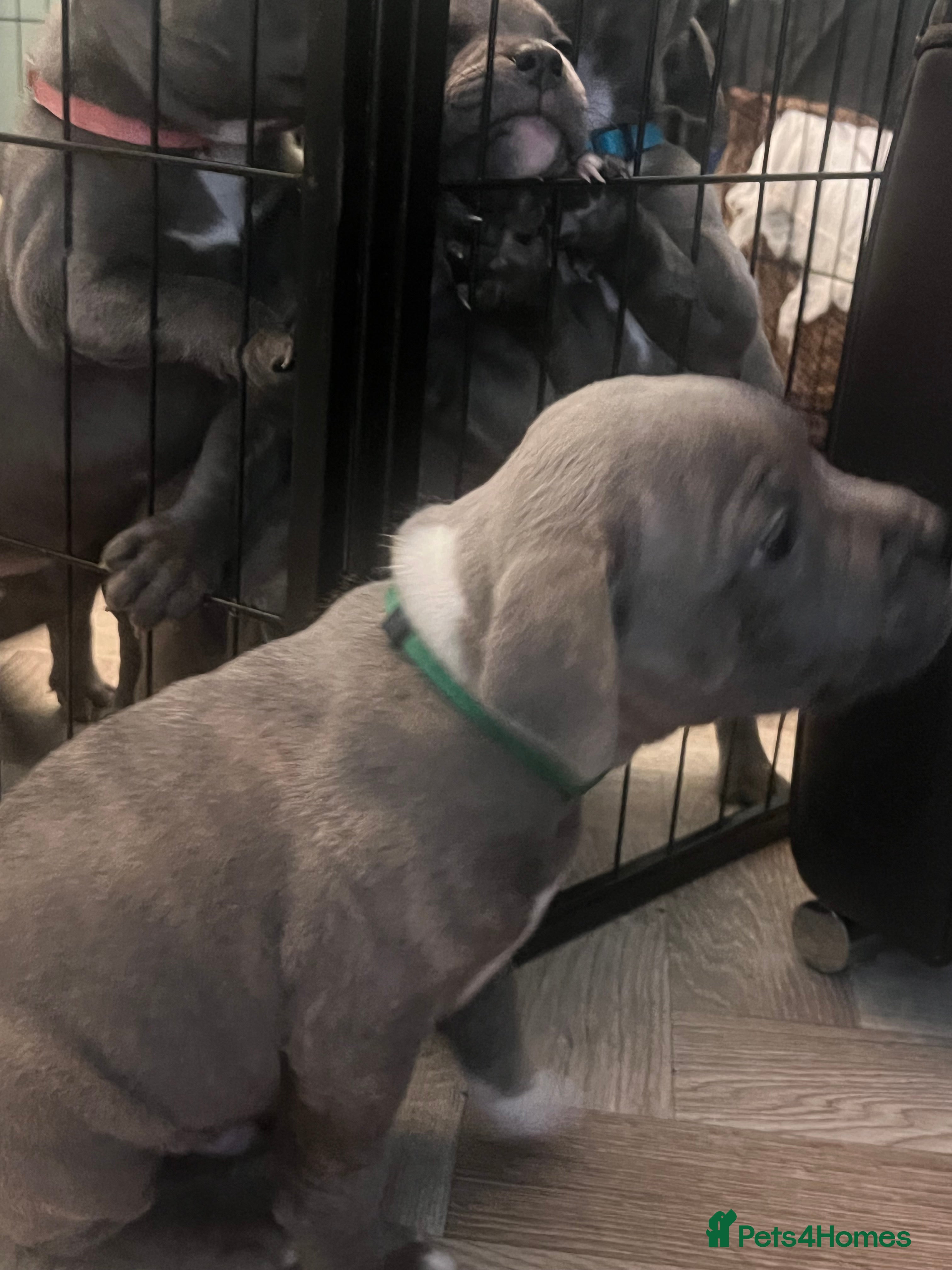 Staffordshire Bull Terrier dogs K. C registered blue Staffordshire puppies - Advert 2