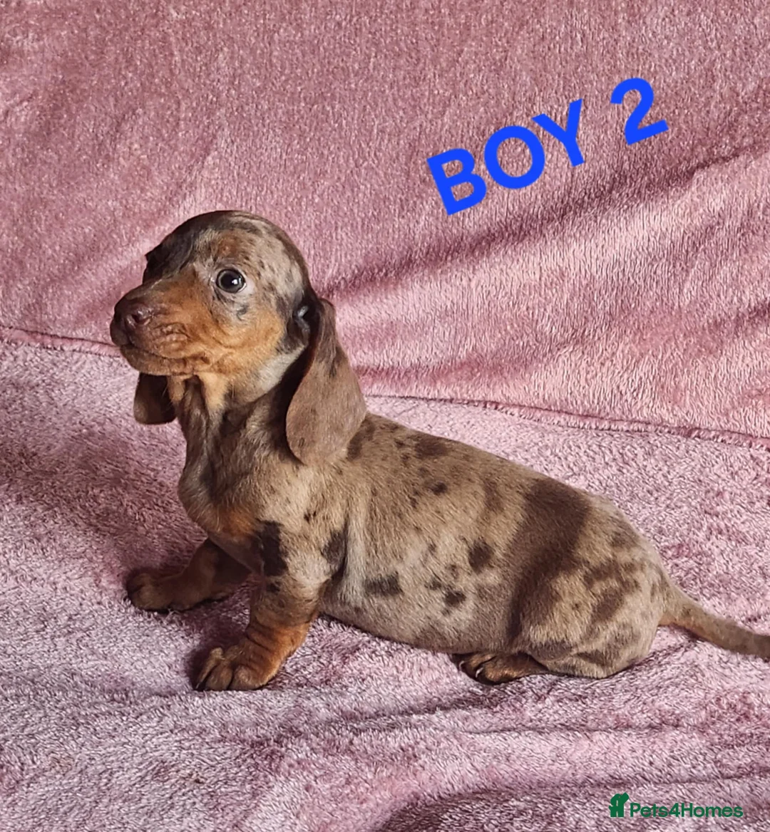 Miniature Dachshund dogs for sale: 🐶🐶8 stunning miniature dashund puppy’s  - Advert 15