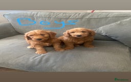 Irish Doodle dogs for sale: Irish doodle puppies - Image 3