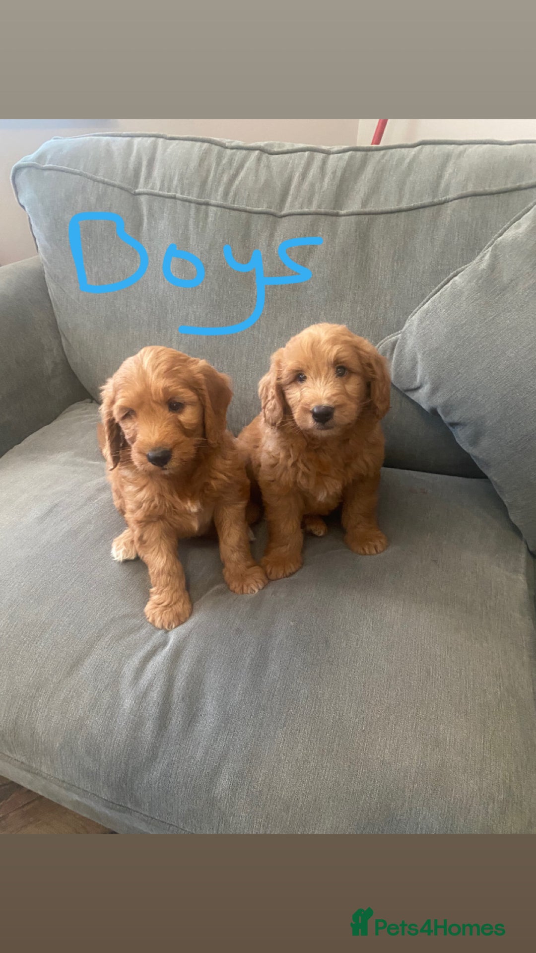 Irish Doodle dogs for sale: Irish doodle puppies - Image 3