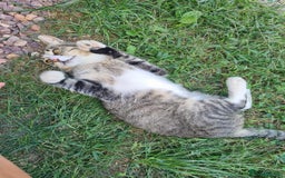 Mixed Breed cats for adoption: TOM a friendly & proud boy who needs a Loving Home - Advert 4