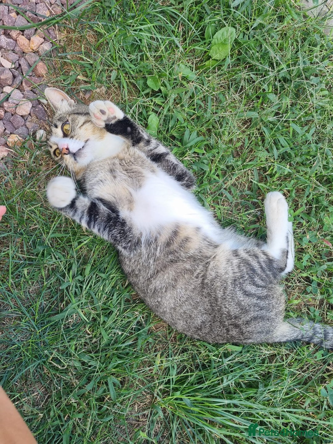Mixed Breed cats for adoption: TOM a friendly & proud boy who needs a Loving Home - Advert 4