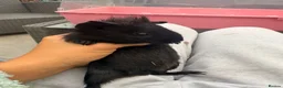 Guinea Pig rodents for sale: Baby guinea pigs ready now - Advert 12