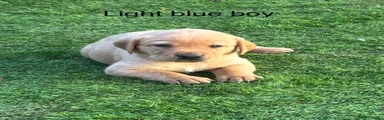 Light blue boy