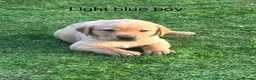 Labrador Retriever dogs for sale: Labrador puppies - Advert 7