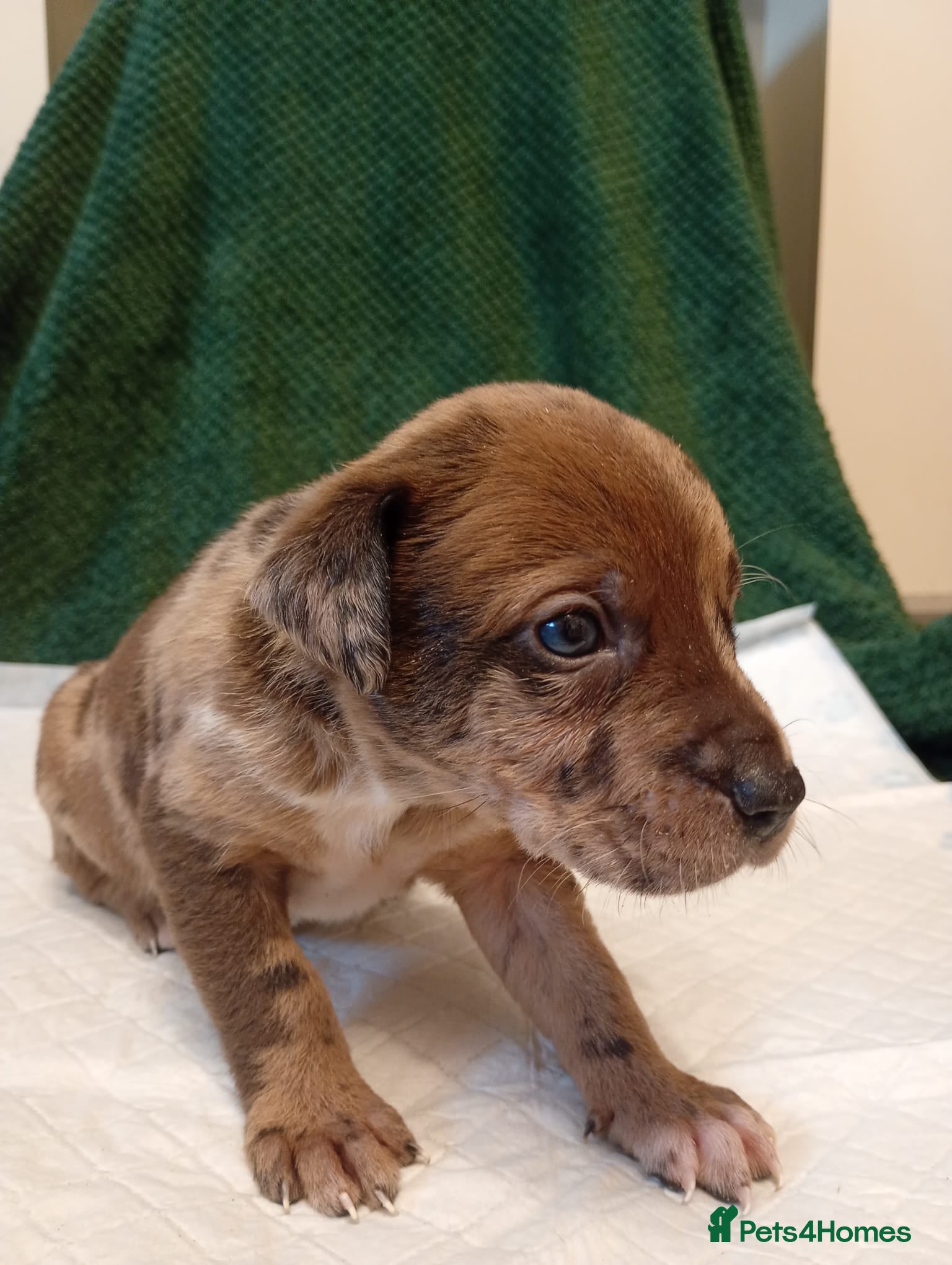 Mixed Breed dogs Beautiful Puppies – Family Raised, Well Socialised - Advert 2