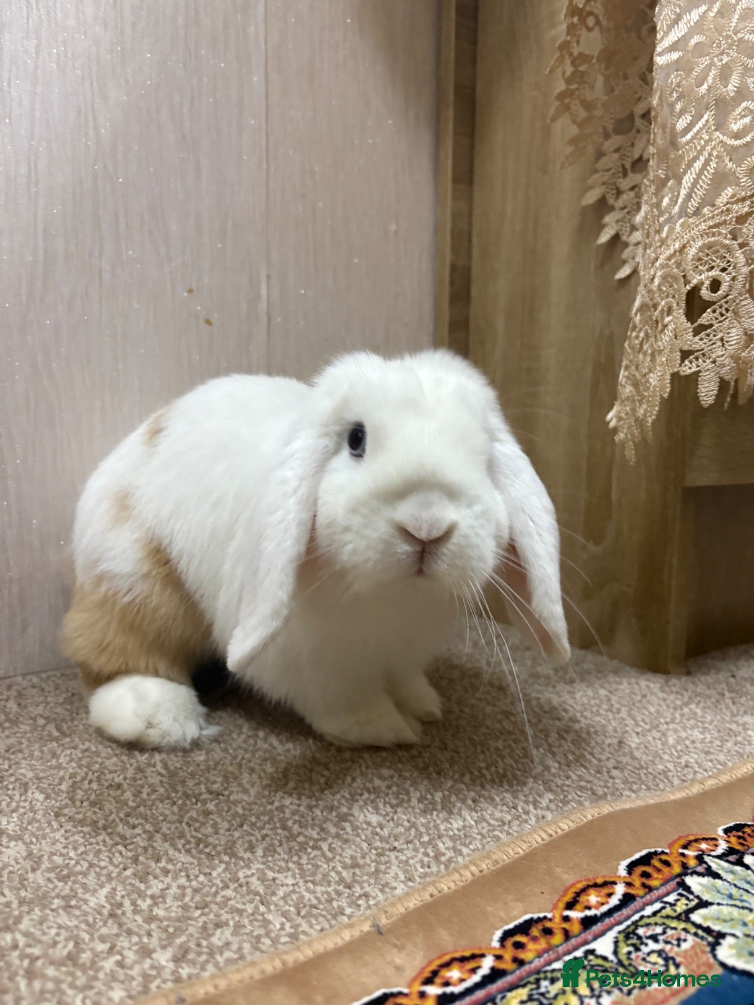Mini Lop rabbits Mini Lop Rabbit 7months - Advert 1