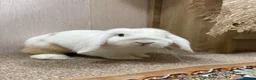 Mini Lop rabbits for sale: Mini Lop Rabbit 7months in Manchester - Advert 1