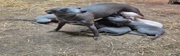 Italian Greyhound dogs for sale: Italian Greyhound Puppies in Launceston - Advert 1