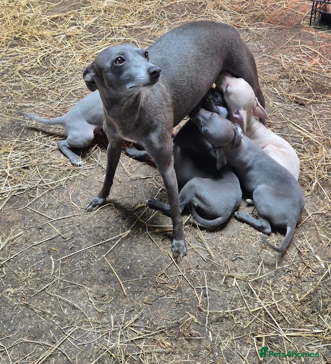 Italian Greyhound dogs for sale: Italian Greyhound Puppies in Launceston - Advert 1