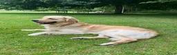 Golden Retriever dogs for sale: 5 Star ⭐️ Golden Retrievers 💙🩷🩷 - Advert 6