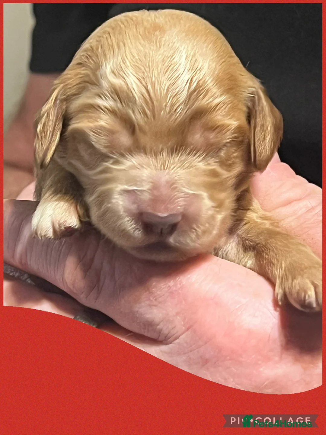 Cockapoo dogs for sale: Beautiful F1 Cockapoos DNA health tested parents.  - Advert 5