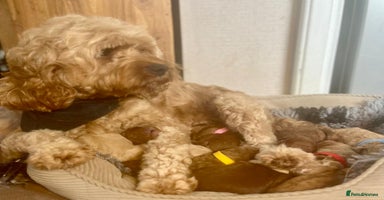 Cavapoo dogs - Advert 1