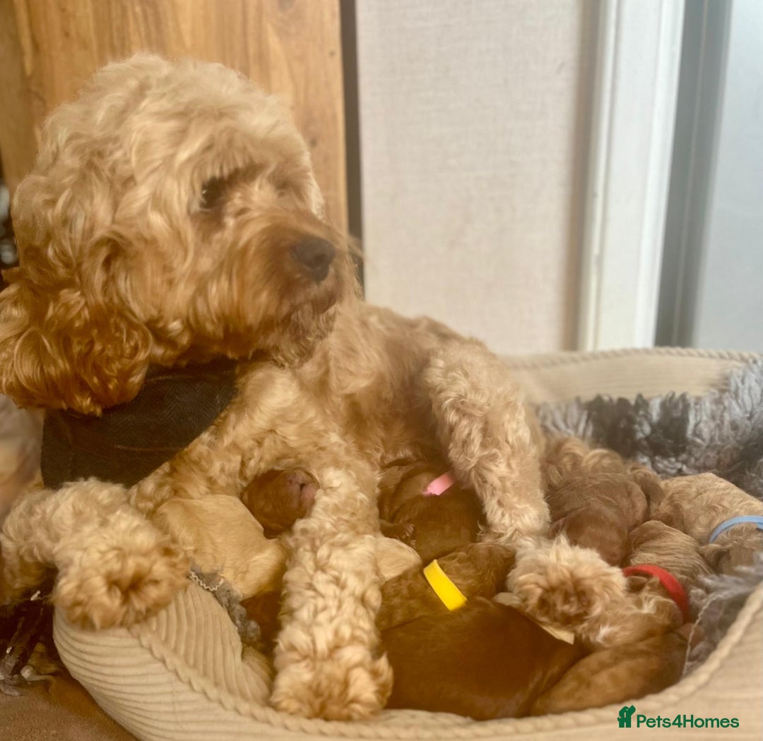 Cavapoo dogs for sale: F1b Toy cavapoo puppies extensively health tested - Image 2