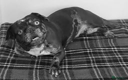 French Bulldog dogs for sale: Beautiful chocolate Merle girl  - Image 5