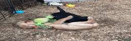 Labrador Retriever dogs for sale: KC Registered Black & Yellow Labrador Puppies - Advert 28