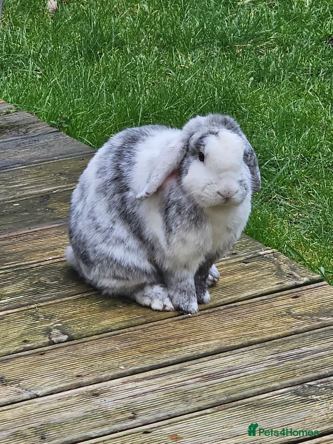 Mini Lop rabbits for sale: Rabbit for sale - Advert 1