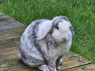 Mini Lop rabbits Rabbit for sale - Advert 1
