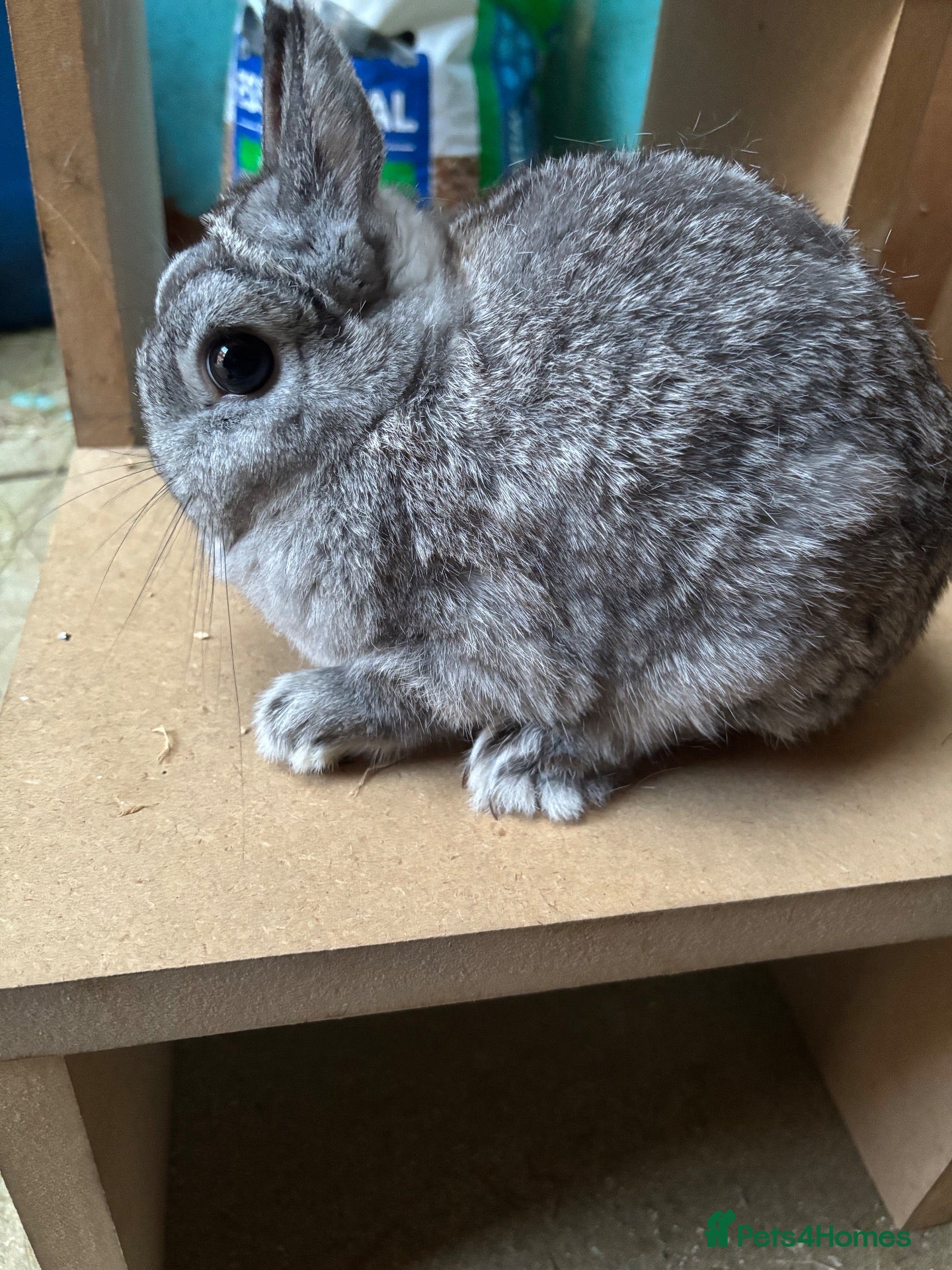 Netherland Dwarf rabbits Netherland dwarf chinchilla doe  - Advert 2