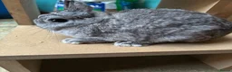 Netherland Dwarf rabbits for sale: Netherland dwarf chinchilla doe  - Advert 1