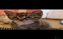 Mixed Breed cats for sale: Kittens  - Image 2