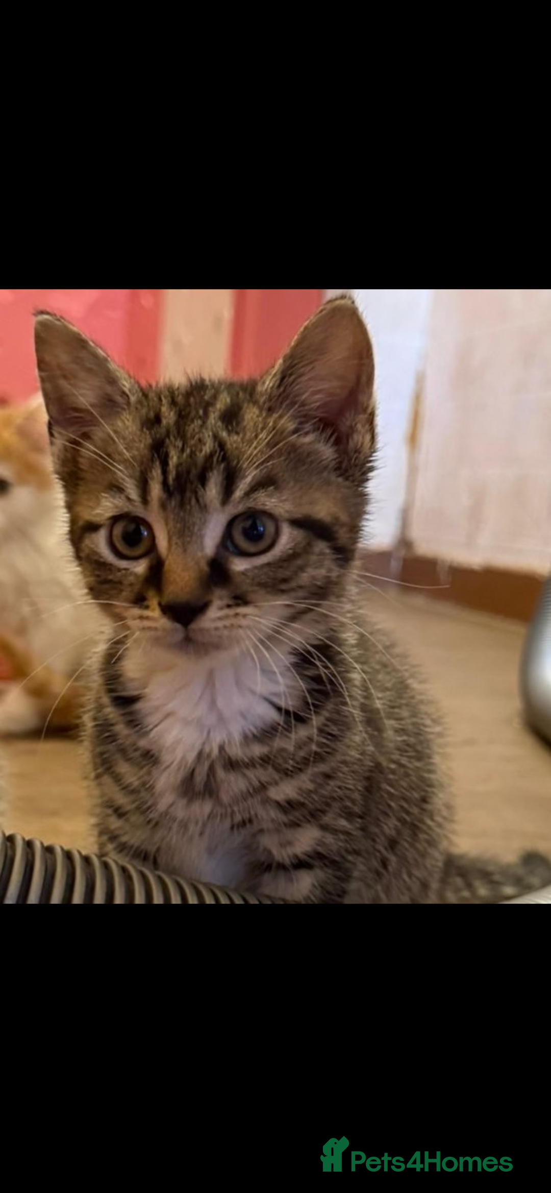 Mixed Breed cats for sale: Kittens  - Image 2