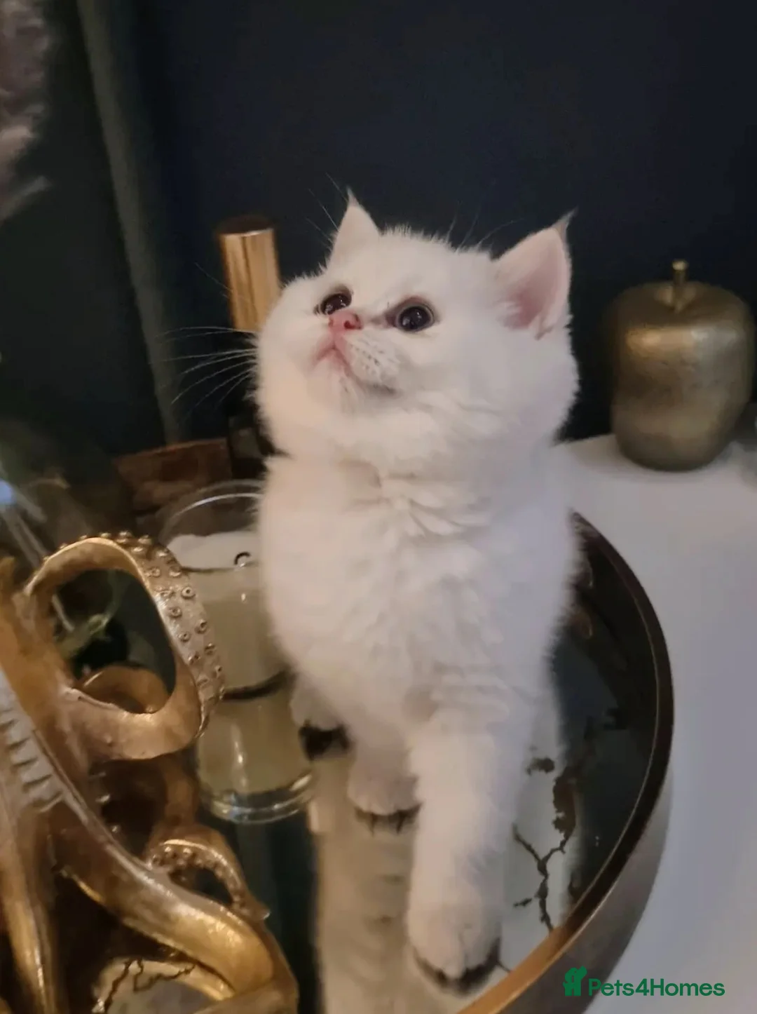 British Shorthair cats for sale: Luxury Chunky GCCF Silver and Golden Russian lines - Advert 2