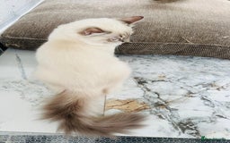Ragdoll cats for sale: GCCF full pedigree ragdoll kittens  - Image 9