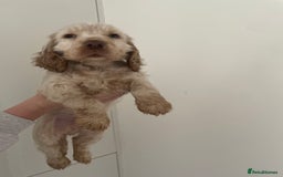 Cocker Spaniel dogs for sale: Beautiful cocker boy  - Advert 3