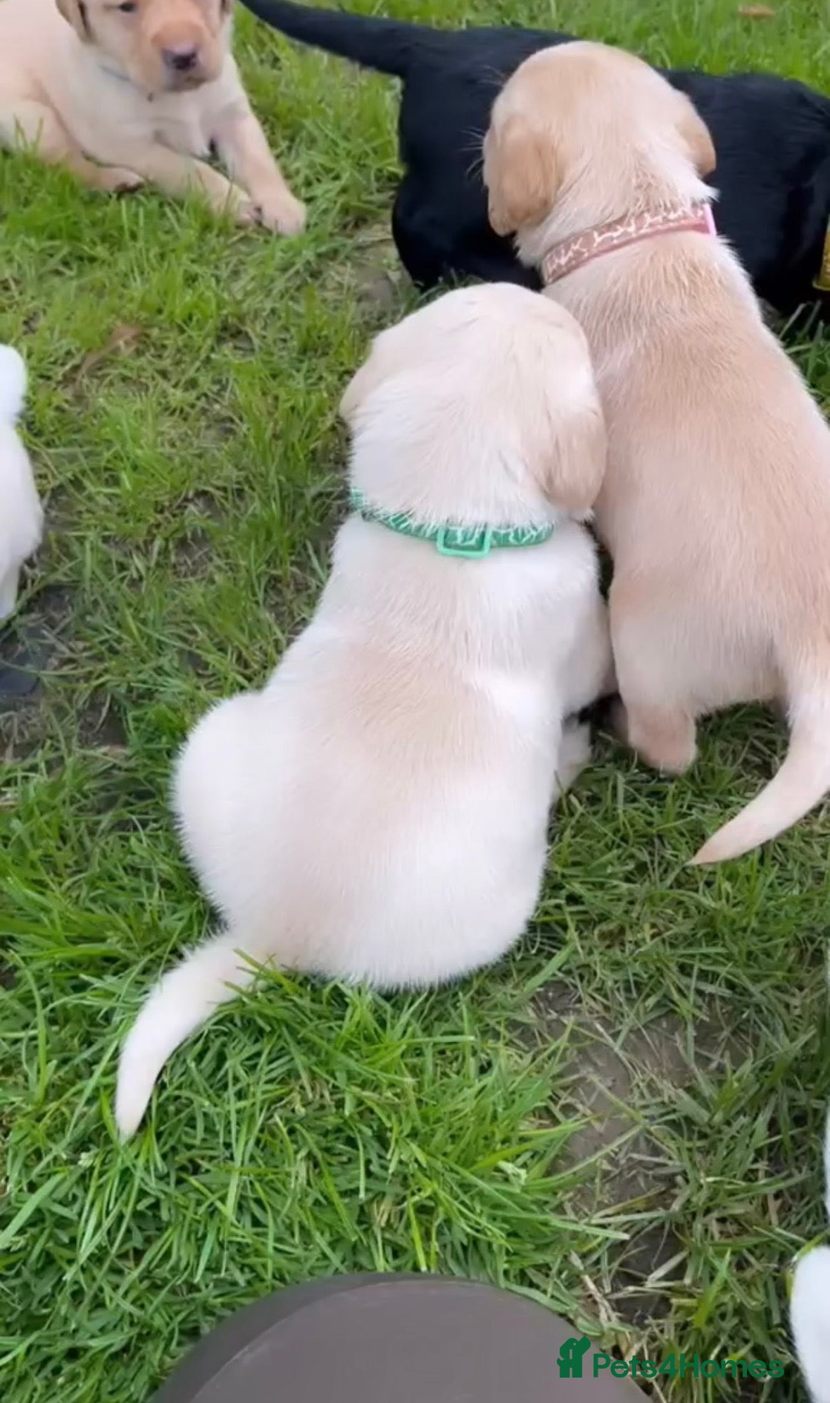 Labrador Retriever dogs Stunning KC Yellow Labrador Puppy (Green Collar) - Advert 2