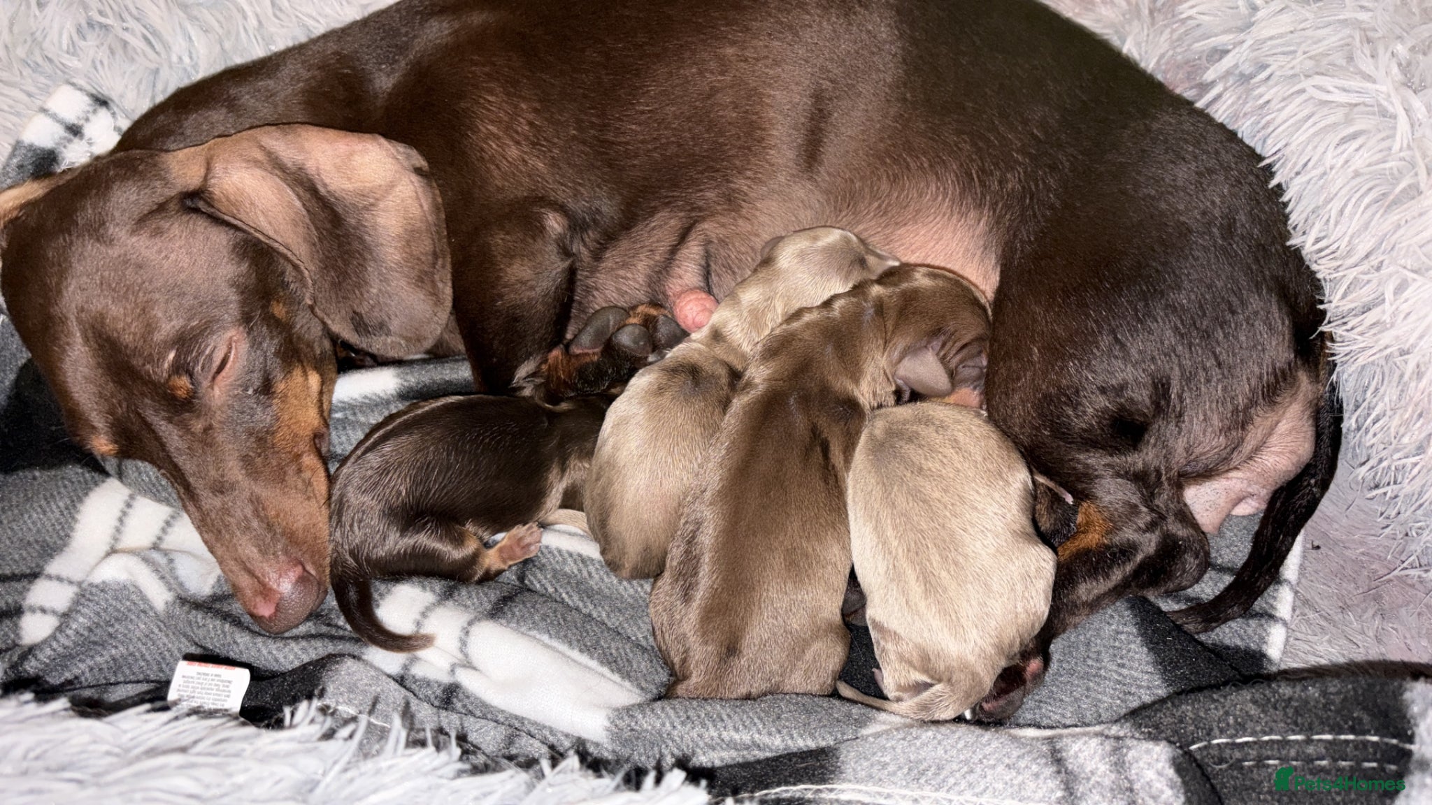 Miniature Dachshund dogs Beautiful miniature dachshund puppies - Advert 1