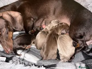 Miniature Dachshund dogs for sale: Beautiful miniature dachshund puppies - Advert 2