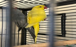 Ringnecks birds for sale: Stunning Baby Indian Ringnecks  - Image 9