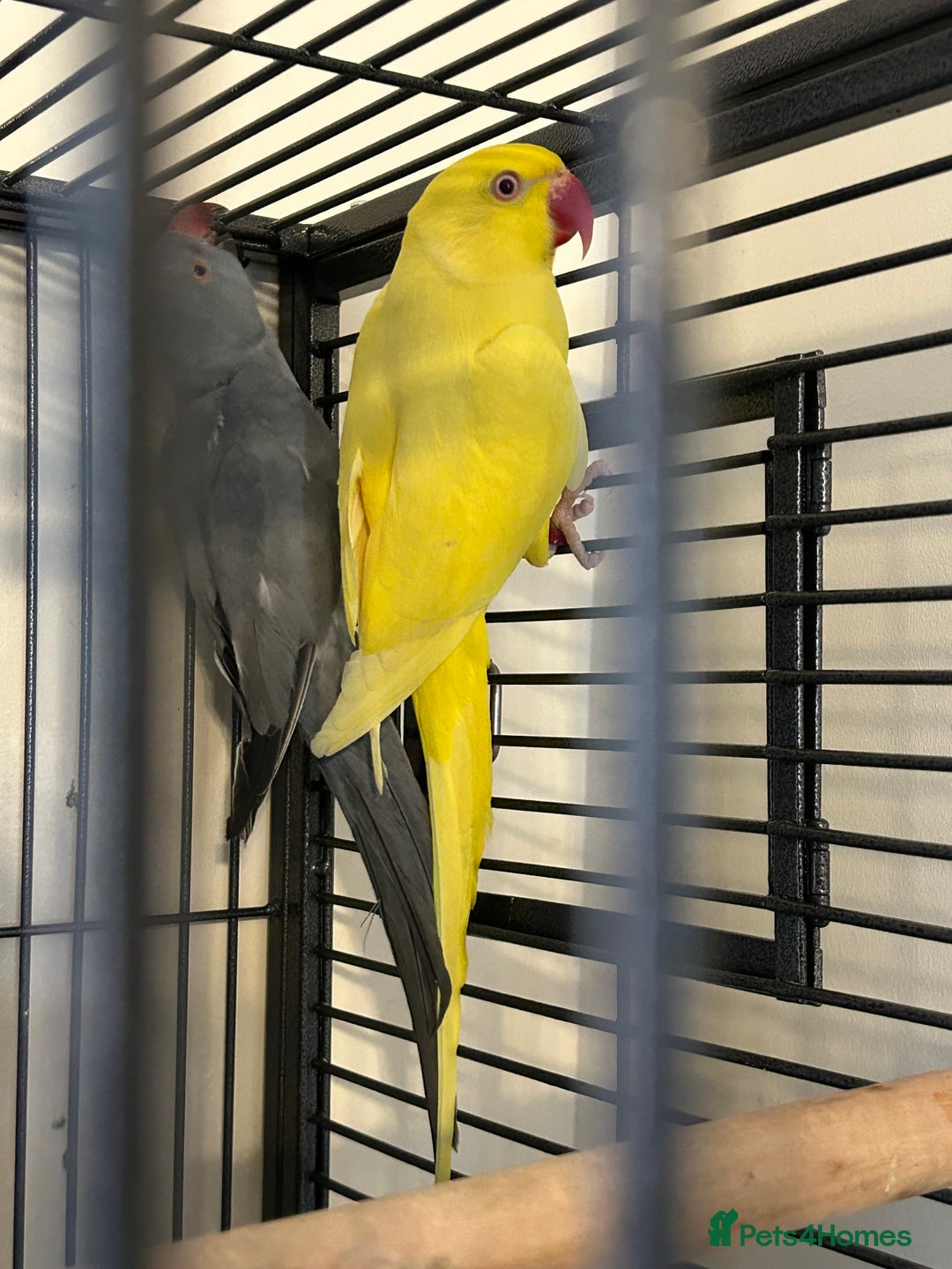 Ringnecks birds for sale: Stunning Baby Indian Ringnecks  - Image 9
