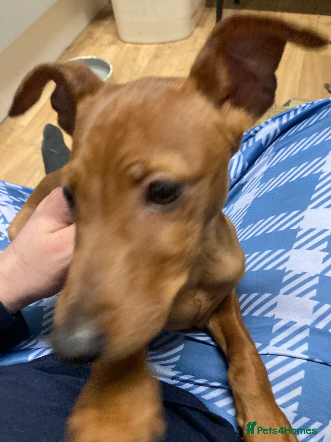 Miniature Pinscher dogs for sale: Miniature pinscher boy tan  - Advert 2