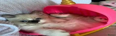 Persian 1