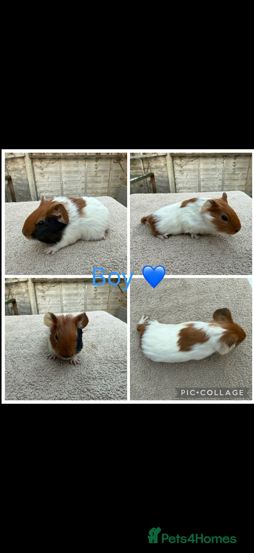 Guinea Pig rodents for sale: Male & Female Guinea pigs 👀 for new laps 🥰 - Advert 8