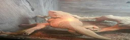 Bearded Dragon reptiles for sale:  2 Male bearded dragon + 1 female dragon  - Advert 5