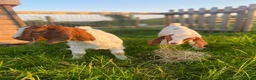 Goats livestock for sale: Pure Boer goat kids  in Bridport - Advert 5