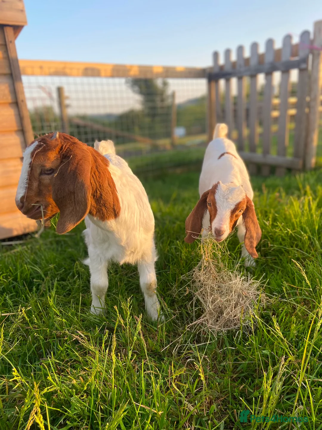Goats livestock for sale: Pure Boer goat kids  in Bridport - Advert 5