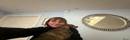 Mixed Breed dogs for adoption: Busy Tizzy – 5 Months of Fun, Love & Mischief! in Kidderminster - Advert 3
