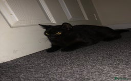 British Shorthair cats for sale: 10 month old kitten - Image 2