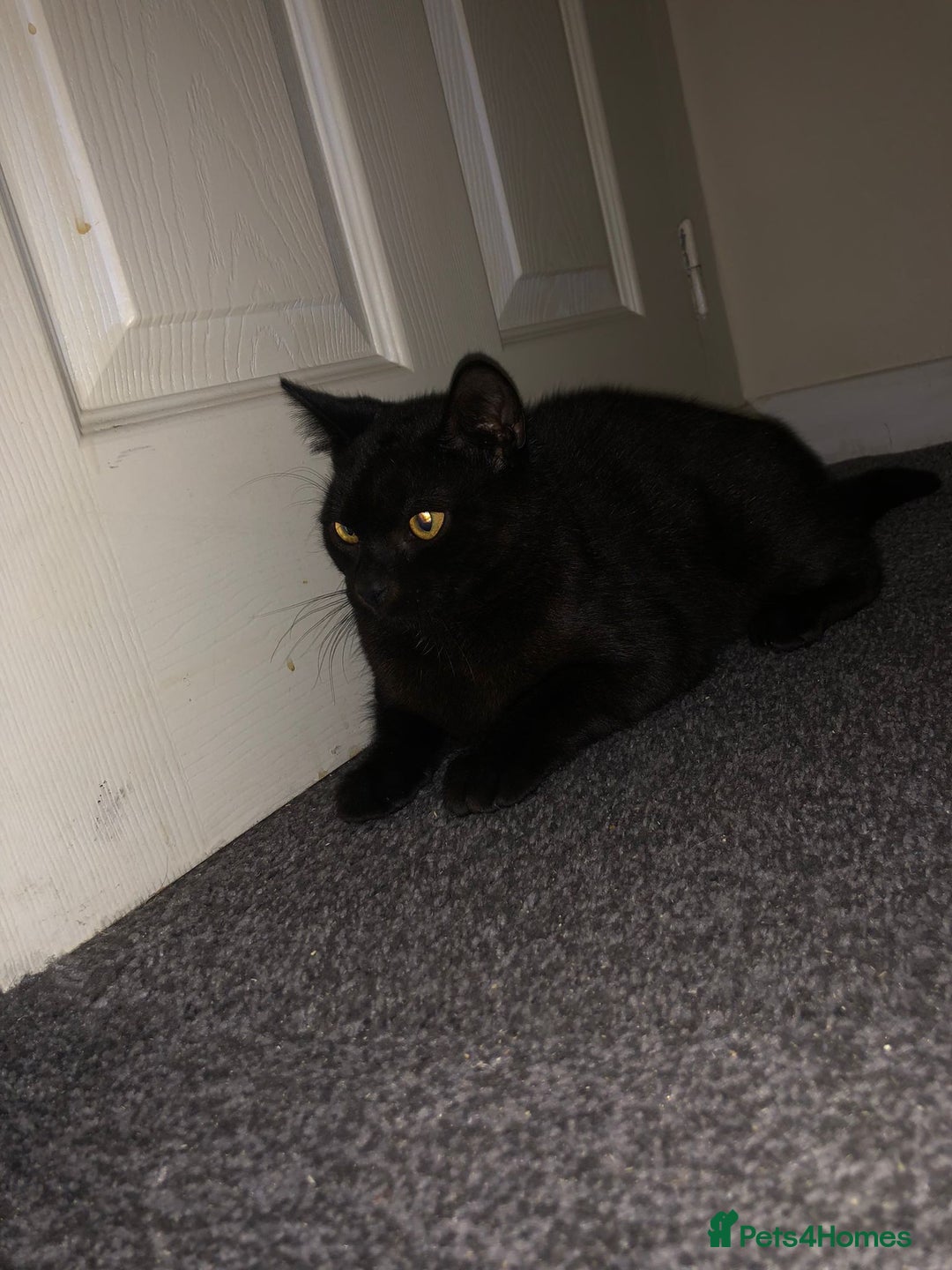 British Shorthair cats for sale: 10 month old kitten - Image 2